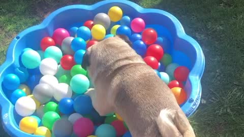Pug Playtime in Lockdown