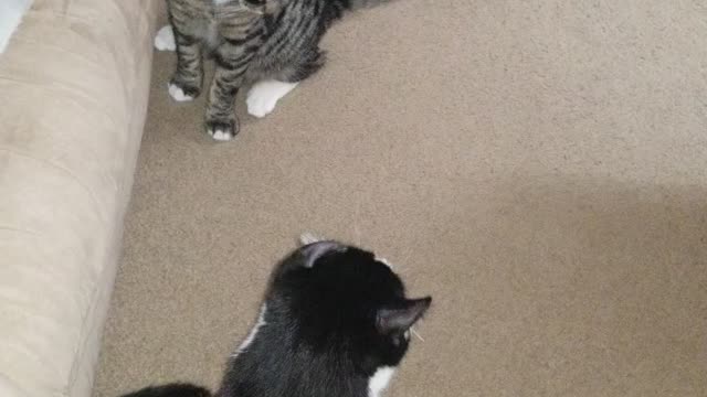 Cats boxing