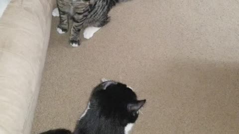 Cats boxing