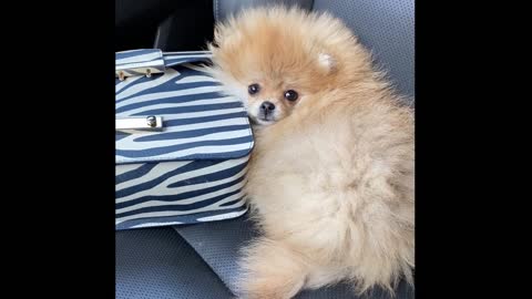 Cute Pomeranian, it is lying lazily on the co-pilot seat, do you like it