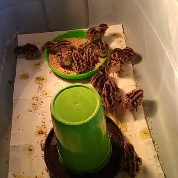 New batch quail