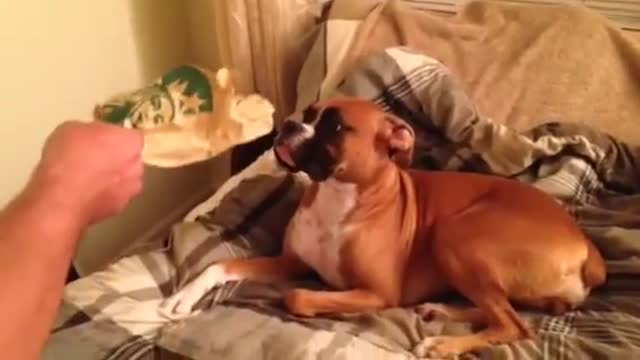 Boxer culpable está problemas por comerse la galleta de su dueño