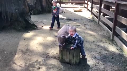 Funny video Animals Trolling Babies in the zoo