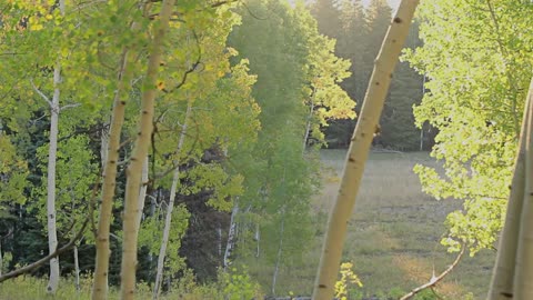 Colton's Elk Hunt