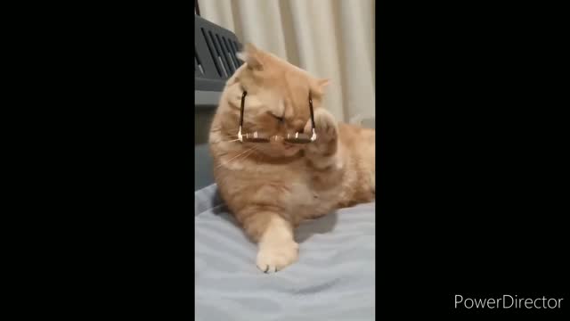 Funniest cats video 2022 #23