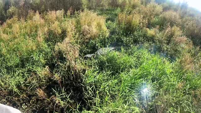 Gainesville Florida Paynes Prairie North Lachua Trail Hike Video 1