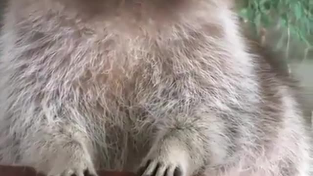 Fluffy Sly