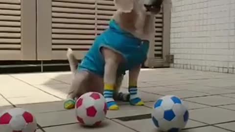 The moment that proves Dog is CUTEST and CLOSEST friends of human ---(You must have !)