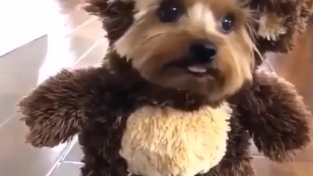 Cute Dog in Teddy Clothes