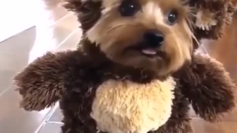 Cute Dog in Teddy Clothes
