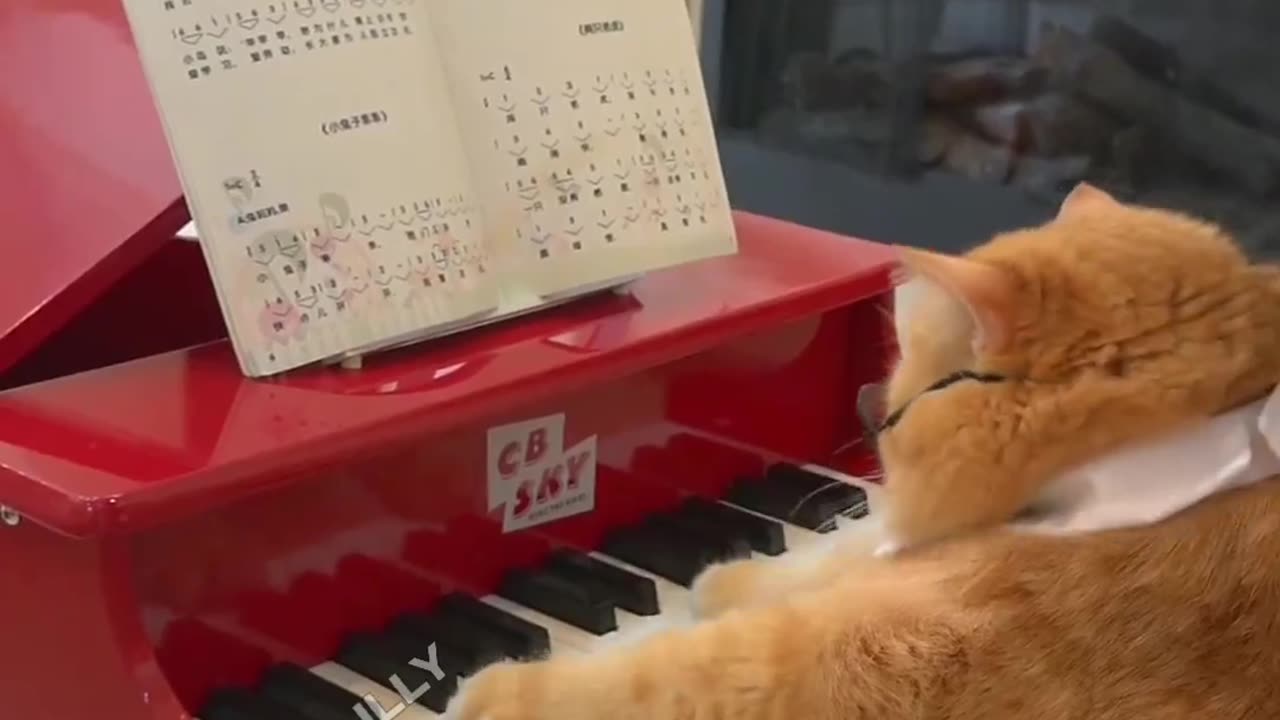 Cats playing the piano