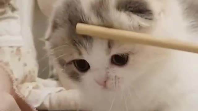 Cute Little kitten pie walking plan