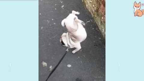how a pug urinates in a different style