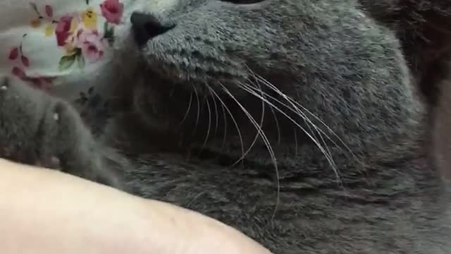 Trim Your Cat's Nails in 1 Minute