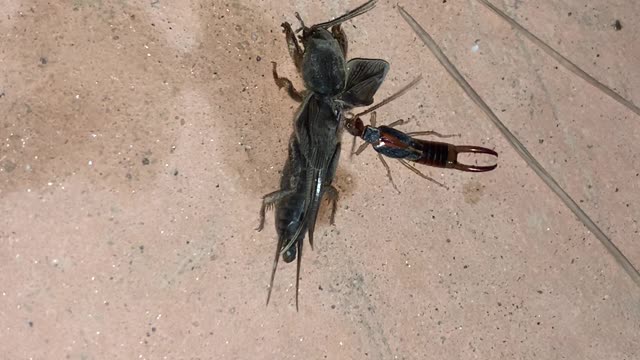 The earwig eats the mole cricket