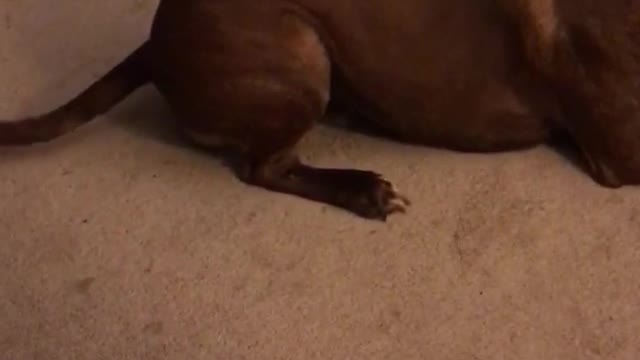 Large brown dog chasing laser