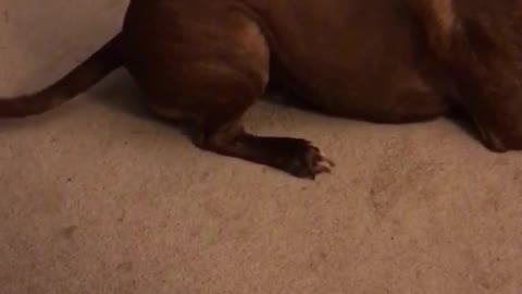 Large brown dog chasing laser