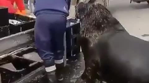 a very smart sea lion