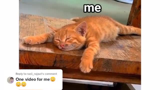 Cute cat 🐈