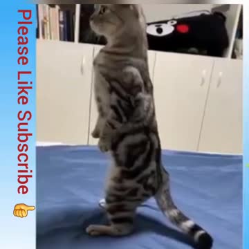 funny cat videos, cute cat videos, cat memes funny