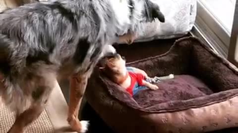 Big dog sniffing and playing around with small dog