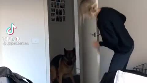 Dog hits his head OMG!!!