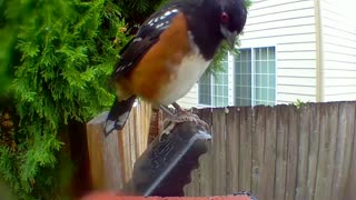 Bird and squirrel messing around near a rat trap. All safe now.