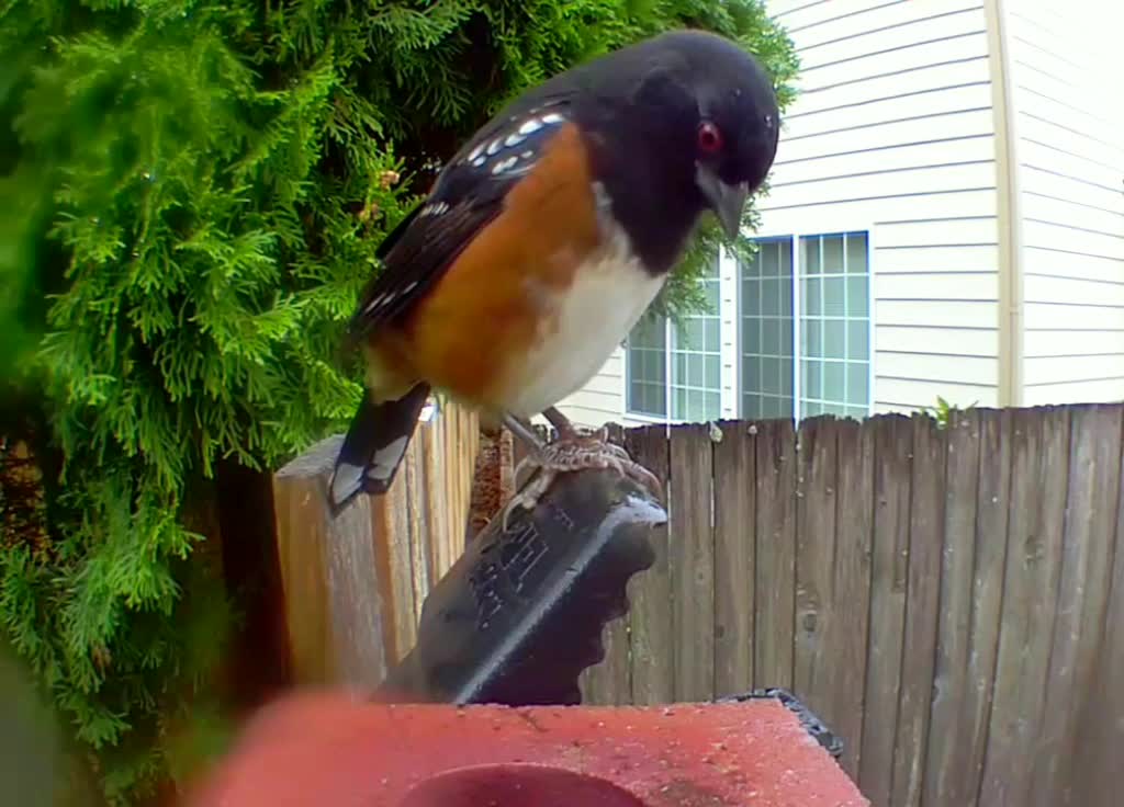 Bird and squirrel messing around near a rat trap. All safe now.