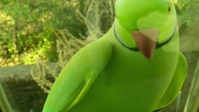 Beautiful Parrot looking at the window