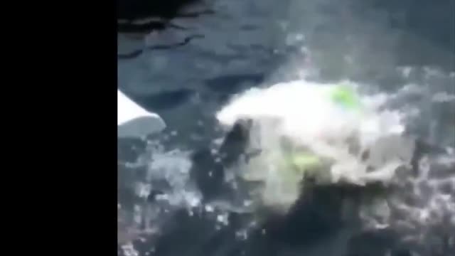 Funny Video