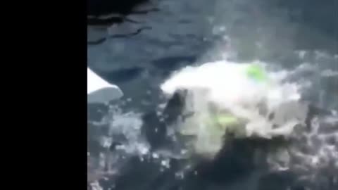 Funny Video