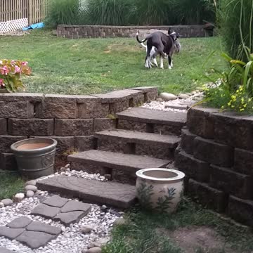 Feeling a Little Rambunctious