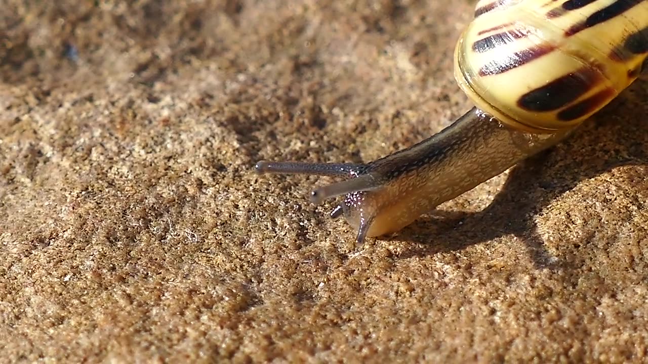 Cute Snail Strolling in The Jungle