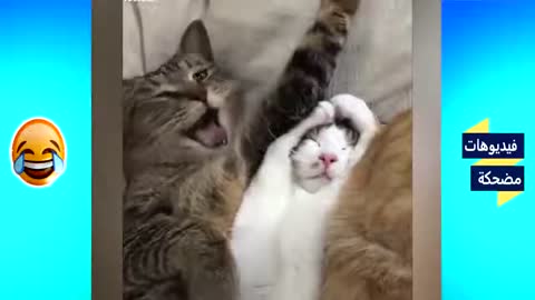 funny cats