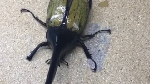 The Largest Beetle