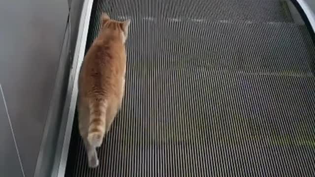 I just wanna walk....