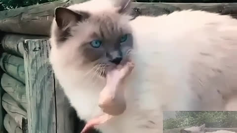 The kitten