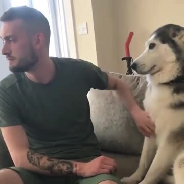 Clever seagull walks into store and steals a sandwich dog