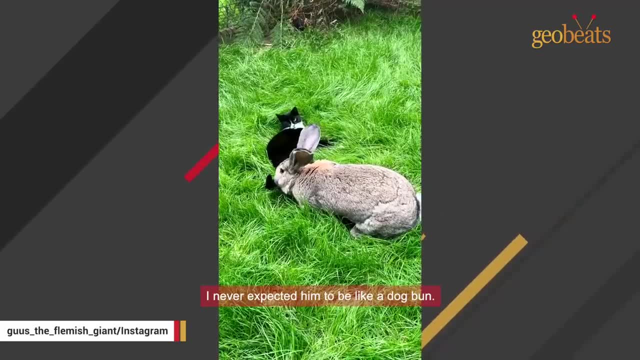 Woman accuses her bunny of acting like a dog