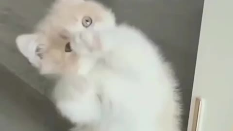 Catsloves1st such à cutie🥰🥰🥰