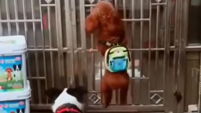 Dog funny video