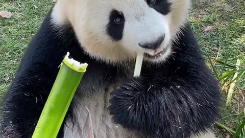The giant panda