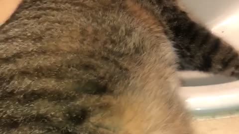 Picky Kitty Only Drinks from the Sink