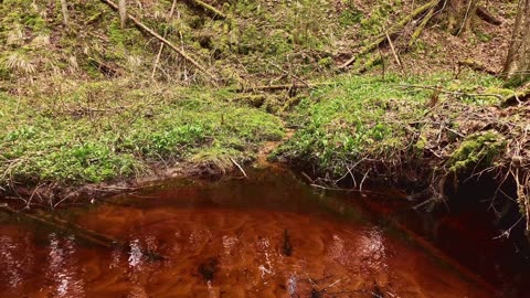 Peace of nature | Meditation with the stream of the river | Forest sounds