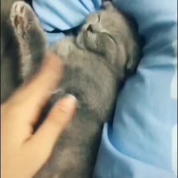 I live or like cat😚