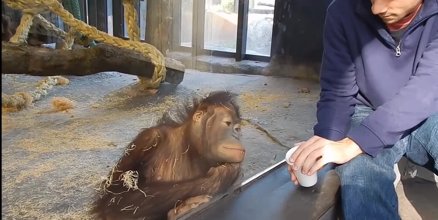 Monkey sees is Magic Trick