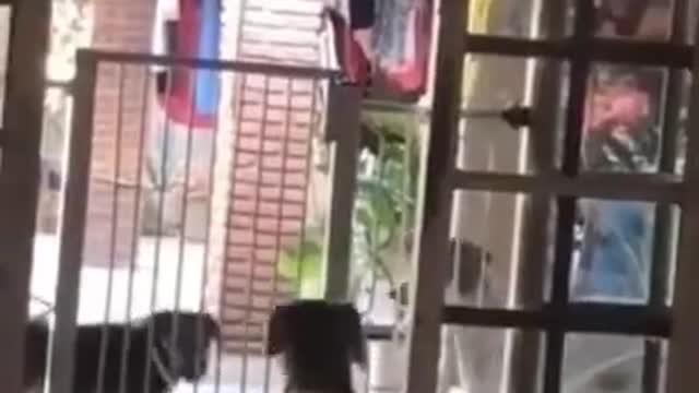 THE FUNNIEST ANIMALS