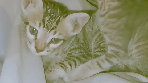 Cute 🐈 cat