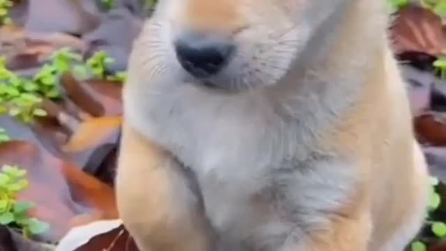 OMG_So_Cute_♡_Best_Funny_Cats_and_Dogs_Compilation