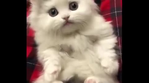 Cute Cats 💗 Video Compilation 1